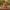 Peachy Duck - front view