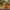 Peachy Duck - left profile view