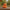 Peachy Duck - right profile view