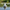 Pekin Duck - Back View