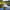 Pekin Duck - Front View