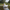 Pekin Duck - Left Side