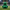 Philadelphia Eagles Duck - Back View