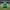 Philadelphia Eagles Duck - Front View