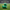 Philadelphia Eagles Duck - Opposite Side