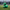 Philadelphia Eagles Duck - Side View