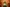 Pilgrim Duck - Green Version 1