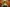 Pilgrim Duck - Green Version 2