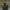 Platypus Duck Left Side
