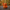 Pumpkin Lantern Duck