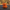 Pumpkin Lantern Duck