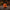 Pumpkin Lantern Duck