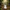 Rabbit Duck - View 2