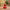 Red Elmo Duck — Front View