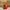 Red Elmo Duck — Right Side