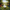 Shih Tzu Duck Image 1