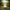 Shih Tzu Duck Image 2