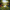 Shih Tzu Duck Image 3