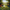 Shih Tzu Duck Image 4