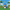 Sonic Duck Front