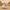 Sphinx Cat – 3/4 Camera View