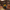 Student Duck – Camera Facing