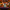Sugar Skull Duck – Camera Facing