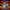 Sugar Skull Duck – Left Side