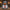 Knights Templar Duck - front