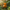 Tiger Duck – Back View
