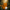 Tiger Duck – Camera Facing