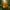 Tiger Duck – Left Side