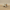 Tusken Raider Duck – Right Side