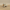 Tusken Raider Duck