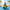 Volleyball Duck — Back
