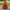 Watermelon Duck - front view