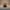 Yorkshire Terrier Duck — Back View