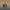 Yorkshire Terrier Duck — Camera Facing