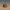Yorkshire Terrier Duck — Front View