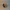 Yorkshire Terrier Duck — Left Side
