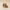 Yorkshire Terrier Duck Pair — Left Side