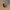 Yorkshire Terrier Duck — Right Side